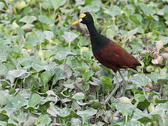 Northern Jacana