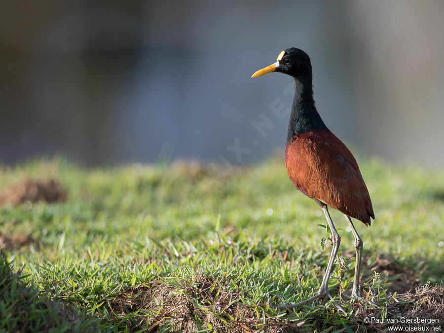 Jacana du Mexique