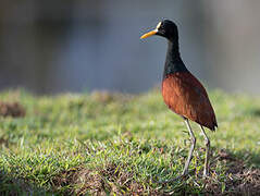 Jacana du Mexique