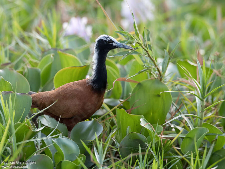 Madagascan Jacanaadult, identification