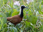 Jacana malgache