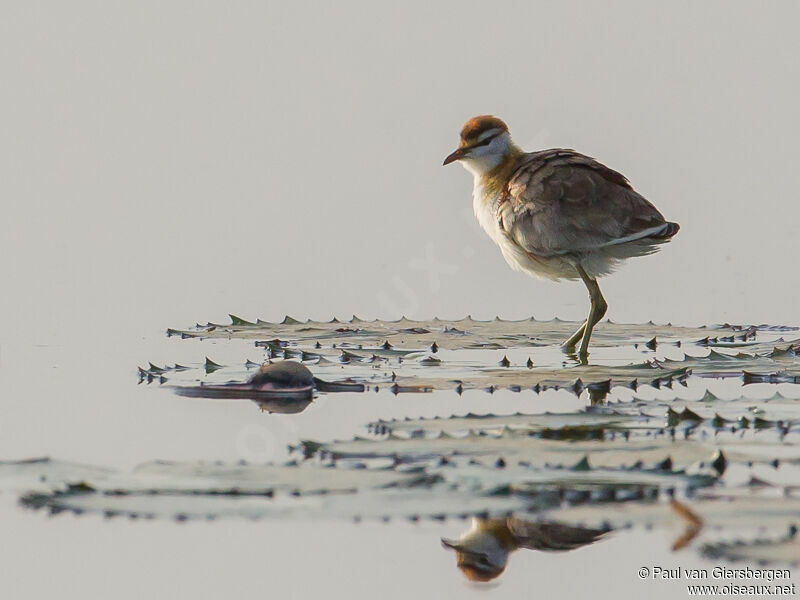 Lesser Jacana