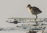 Jacana nain
