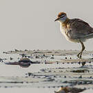 Jacana nain