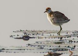 Lesser Jacana