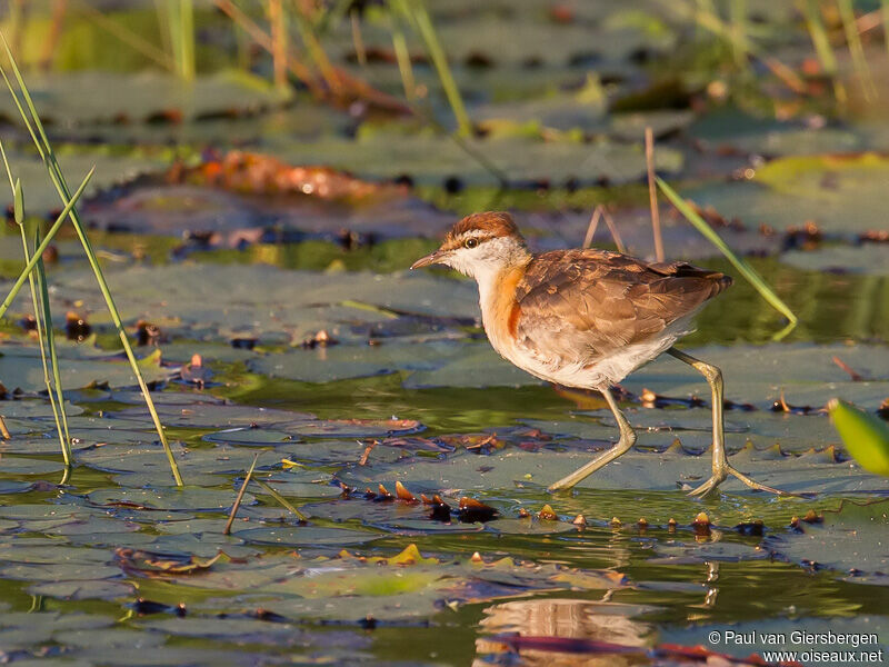 Lesser Jacana