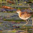 Jacana nain
