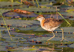 Lesser Jacana