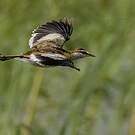 Jacana nain