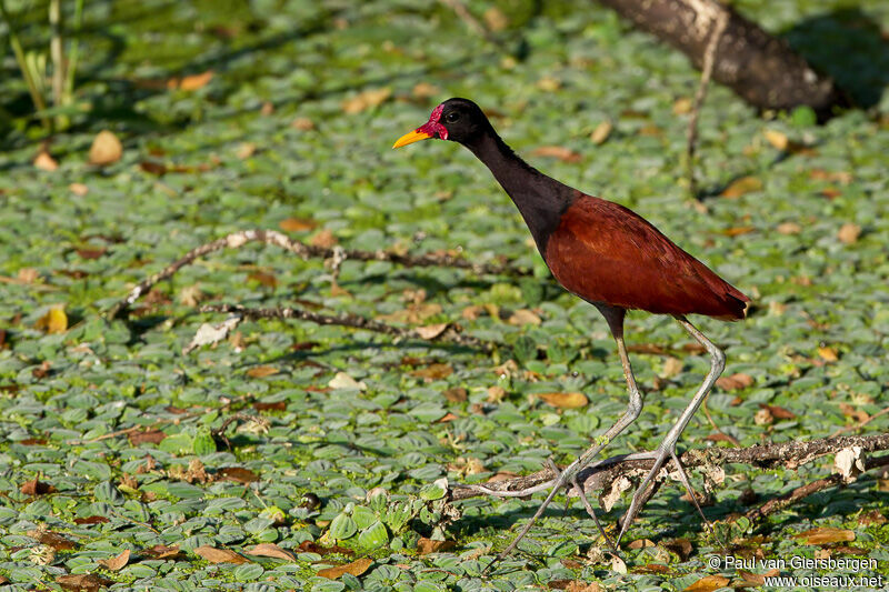 Wattled Jacana