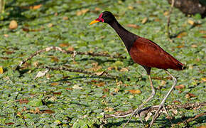 Wattled Jacana