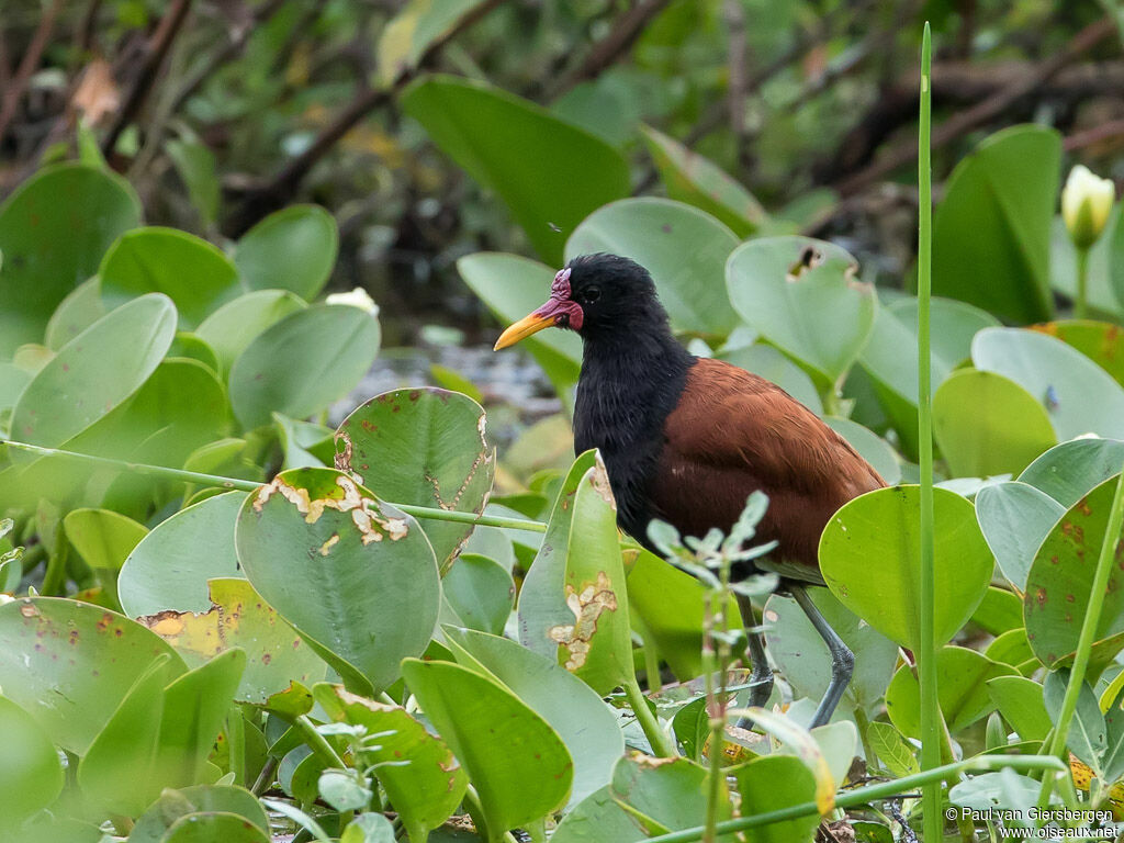 Wattled Jacana