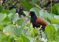 Wattled Jacana