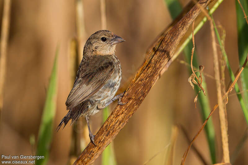 Blue-black Grassquit female adult, identification