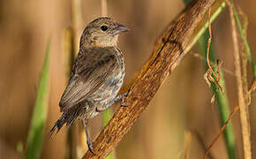 Blue-black Grassquit