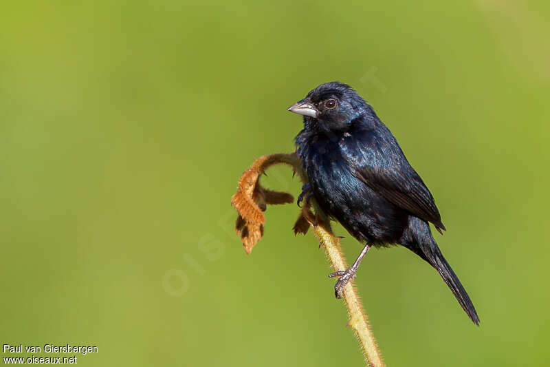 Blue-black Grassquit male adult, identification