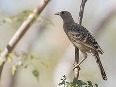 Great Bowerbird