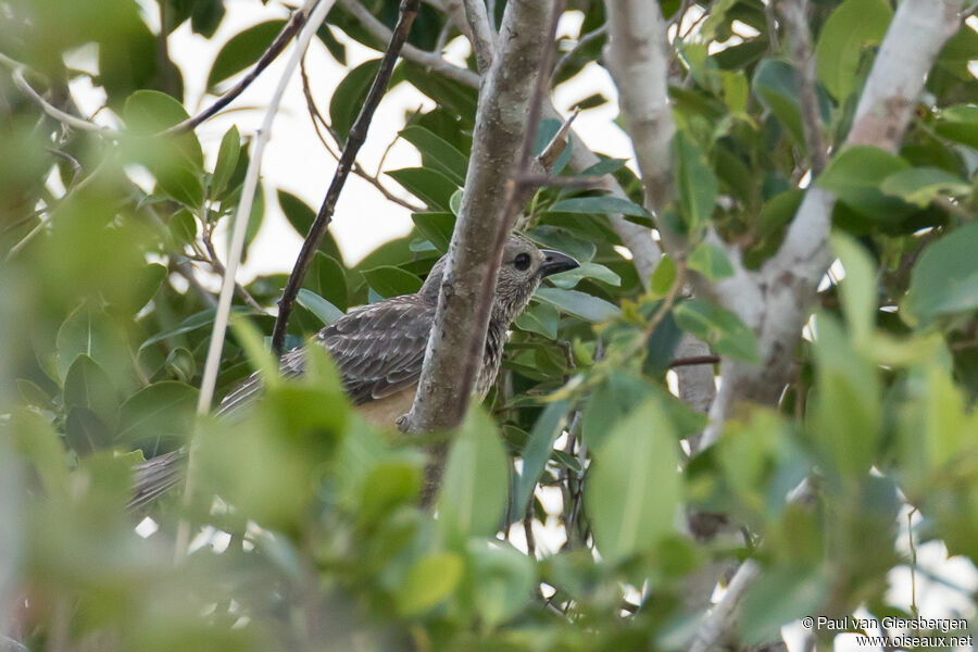 Fawn-breasted Bowerbirdadult