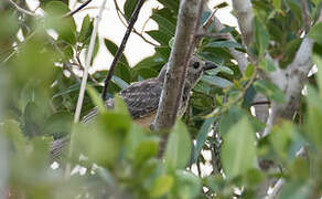 Fawn-breasted Bowerbird