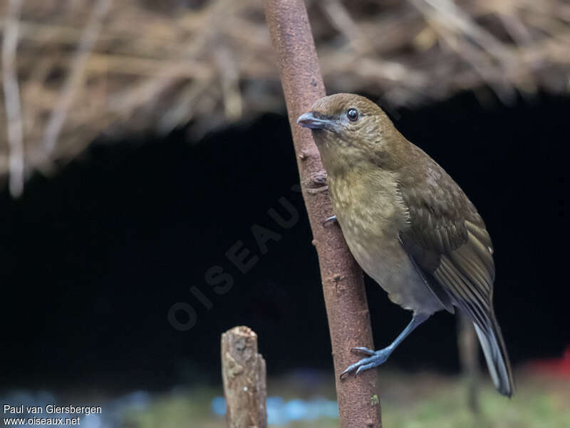 Vogelkop Bowerbirdadult, identification