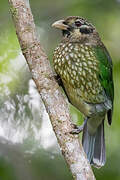 Spotted Catbird