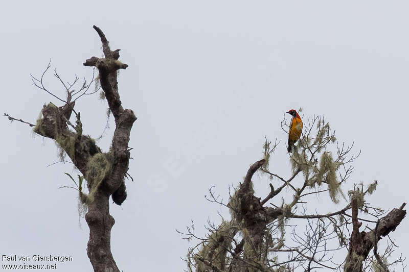 Masked Bowerbirdadult, identification