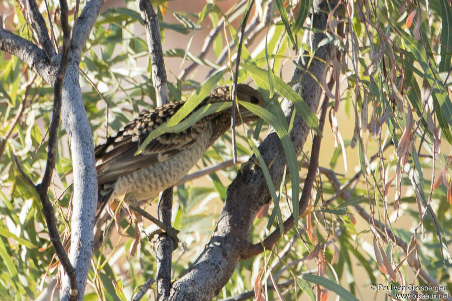 Spotted Bowerbirdadult