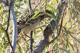 Spotted Bowerbird