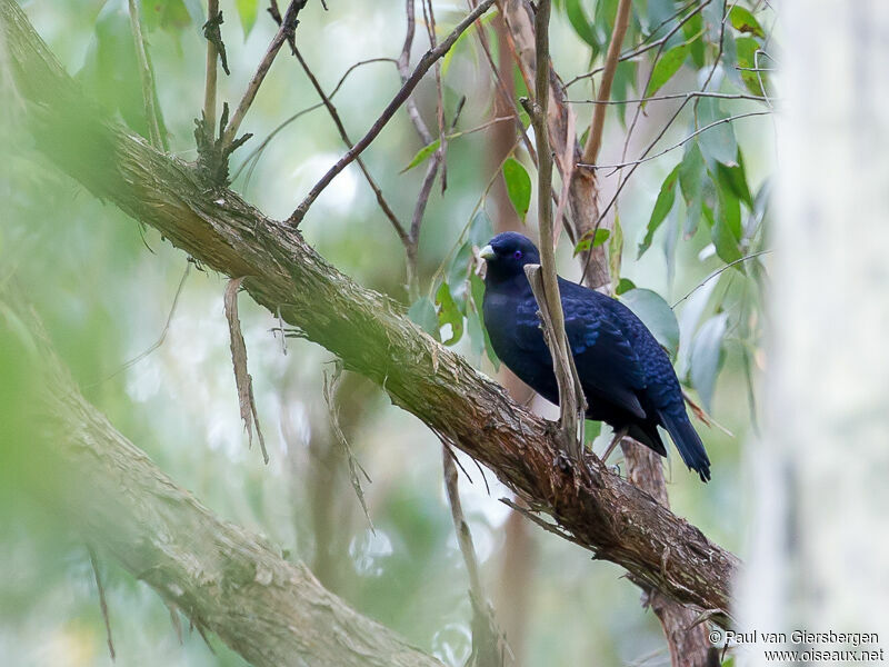 Satin Bowerbird