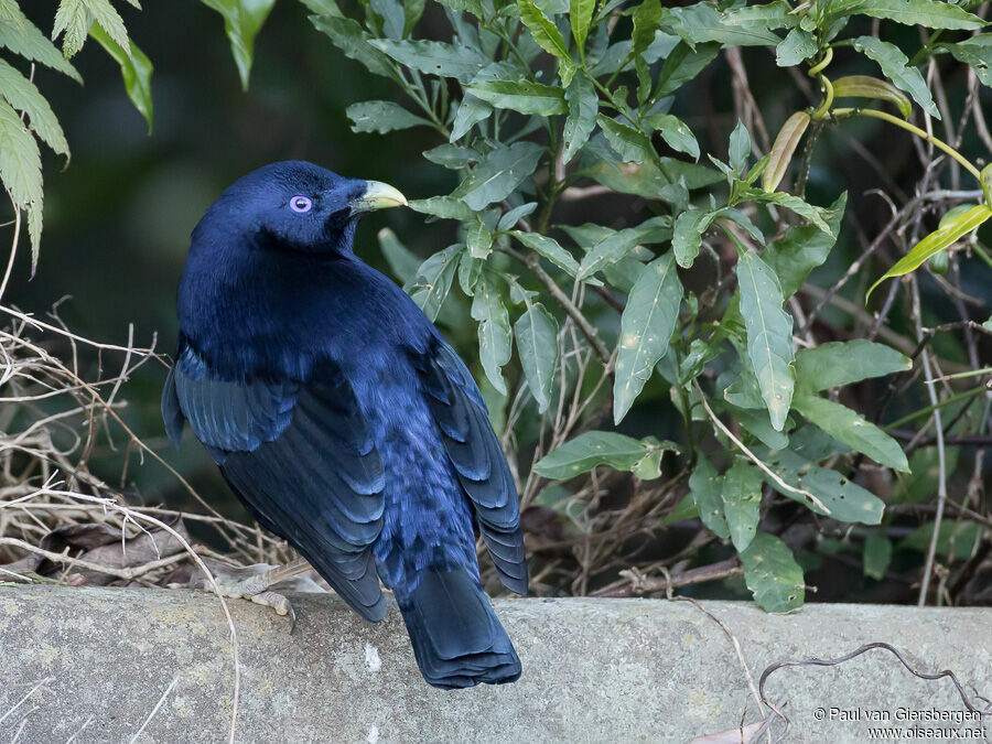 Satin Bowerbird male adult