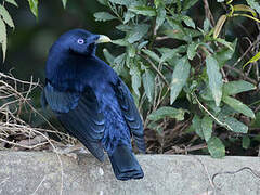 Satin Bowerbird