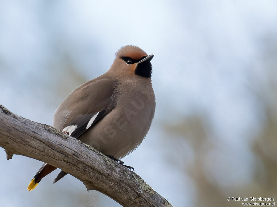 Bohemian Waxwingadult