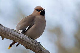 Bohemian Waxwing