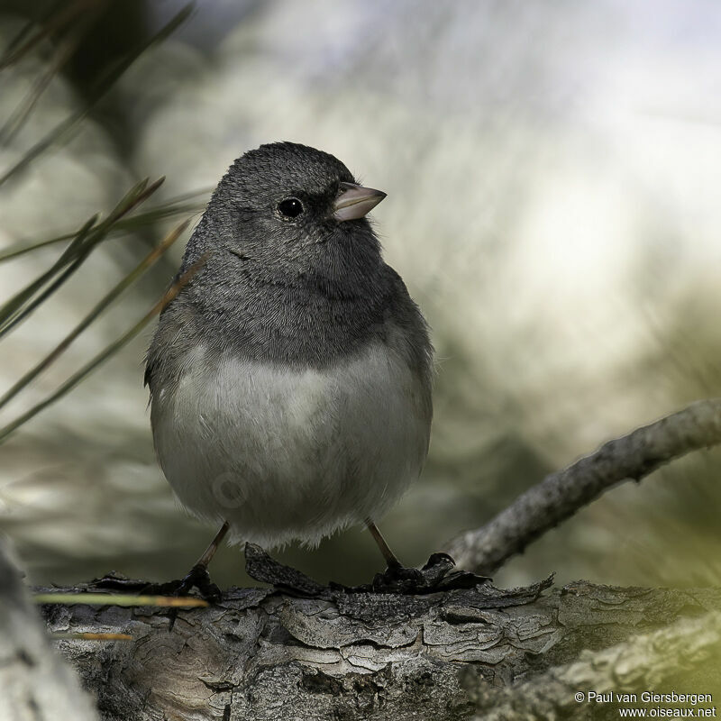 Junco ardoiséadulte