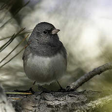 Junco ardoisé