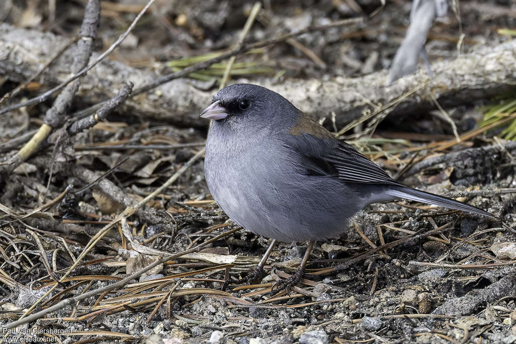 Junco ardoiséadulte