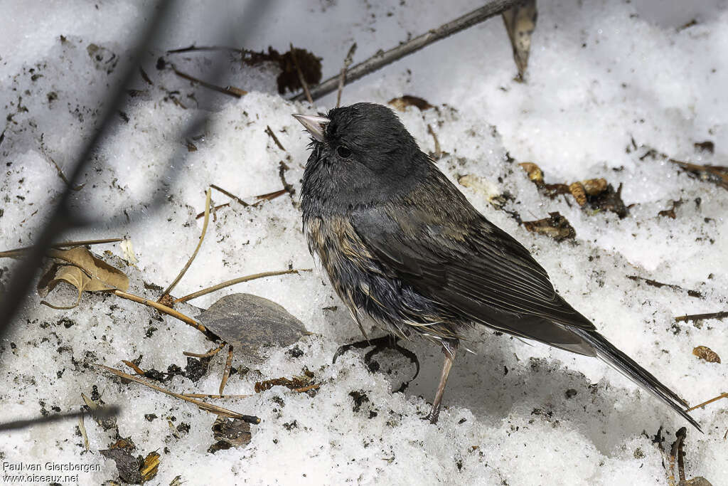 Junco ardoiséadulte