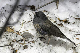 Dark-eyed Junco