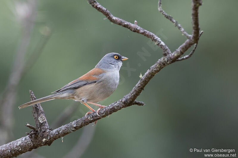 Junco aux yeux jaunes