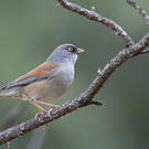 Junco aux yeux jaunes