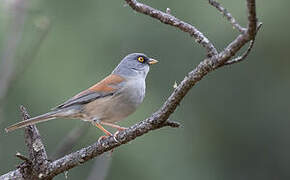 Junco aux yeux jaunes