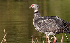 Southern Screamer