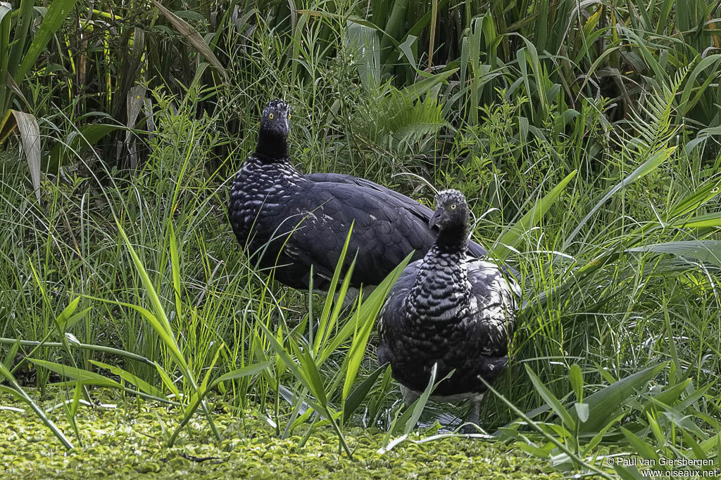 Horned Screameradult