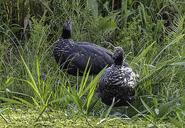 Horned Screamer