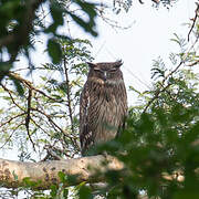 Brown Fish Owl