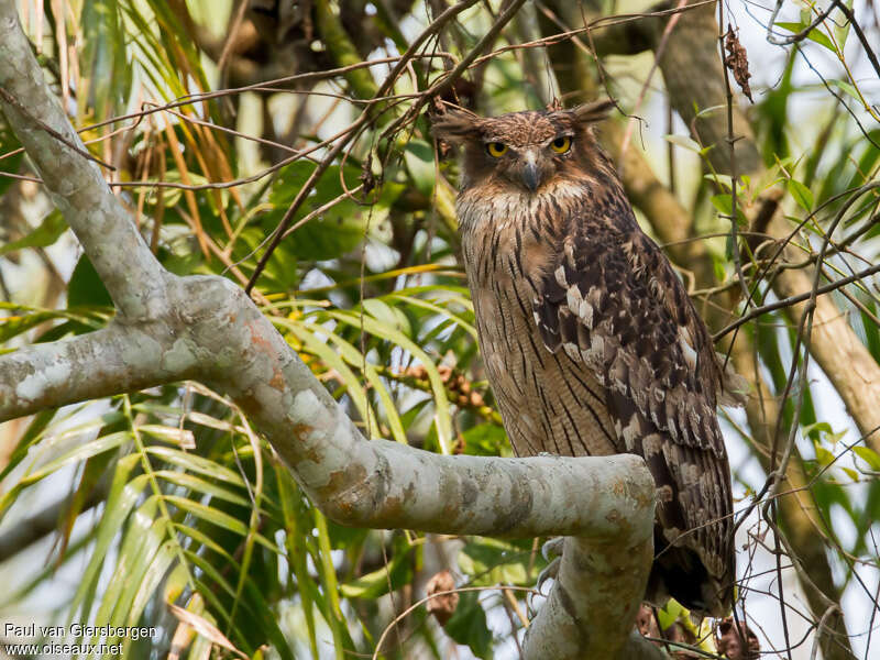 Kétoupa brunadulte, identification