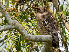 Brown Fish Owl