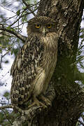 Brown Fish Owl