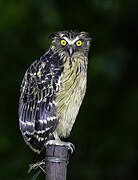 Buffy Fish Owl