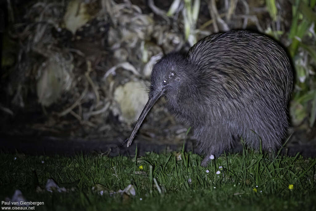 Kiwi australadulte, identification